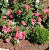 Coral Drift ® Coral Drift ®