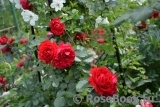 Florentina - Florentina -