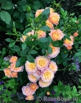 Briosa ® Briosa ®