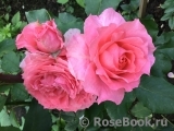 Corail gelee Corail gelee
