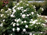 Aspirin Rose Aspirin Rose