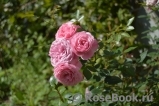 Starlet®-Rose Eva® Starlet®-Rose Eva®