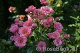 Bella Rosa Bella Rosa