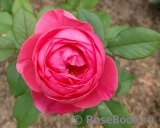 Gartenprinzessin Marie-Jose ® Gartenprinzessin Marie-Jose ®
