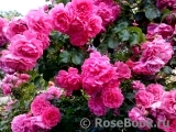 Rosarium Uetersen Rosarium Uetersen