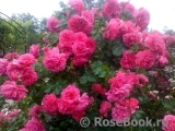Rosarium Uetersen Rosarium Uetersen