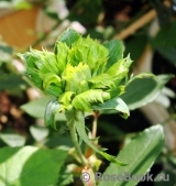 Viridiflora Viridiflora