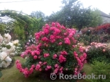 Rosarium Uetersen Rosarium Uetersen