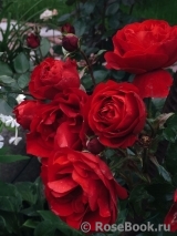 Amadeus