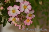 Robe Fleurie Robe Fleurie