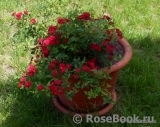 Red Cascade Red Cascade