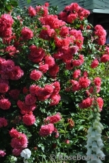 Rosarium Uetersen Rosarium Uetersen