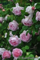Constance Spry Constance Spry