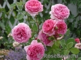 Princess Alexandra of Kent Princess Alexandra of Kent