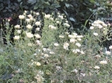 Yellow Fairy Yellow Fairy