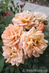 Apricot Clementine Apricot Clementine