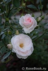 Aspirin Rose Aspirin Rose