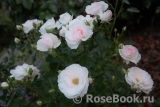 Aspirin Rose Aspirin Rose