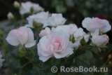 Aspirin Rose Aspirin Rose