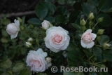 Aspirin Rose Aspirin Rose