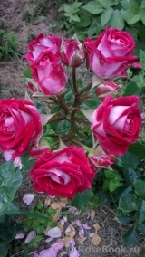 Ruby Star ® Ruby Star ®