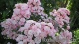 Heavenly Pink Heavenly Pink