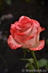 Blush Blush