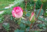 Russkaya krasavitsa (Русская красавица) Russkaya krasavitsa (Русская красавица)