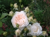 Crocus Rose® Crocus Rose®