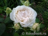 Crocus Rose® Crocus Rose®