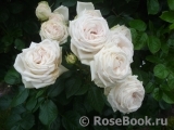 Madame Anisette ® Madame Anisette ®