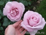 La Rose du Petit Prince La Rose du Petit Prince