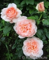 Ambridge Rose Ambridge Rose