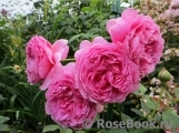 Princess Alexandra of Kent Princess Alexandra of Kent