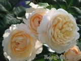Crocus Rose® Crocus Rose®