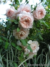 Crocus Rose® Crocus Rose®