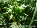 Viridiflora Viridiflora