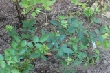 Viridiflora Viridiflora