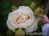 Madame Anisette ® Madame Anisette ®