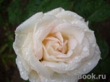 Madame Anisette ® Madame Anisette ®