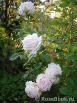 Madame Anisette ® Madame Anisette ®