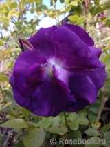 Rhapsody in Blue Rhapsody in Blue