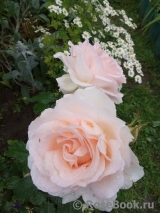 Chandos Beauty Chandos Beauty