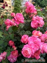 Midsummer Midsummer