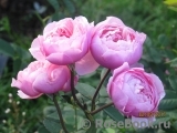 The Alnwick Rose The Alnwick Rose