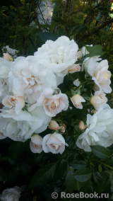 Lions Rose Lions Rose