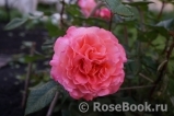 Augusta Luise Augusta Luise