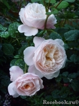 Glamis Castle® Glamis Castle®