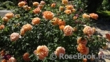 Lady of Shalott Lady of Shalott