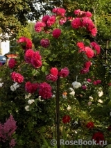 Rosarium Uetersen Rosarium Uetersen
